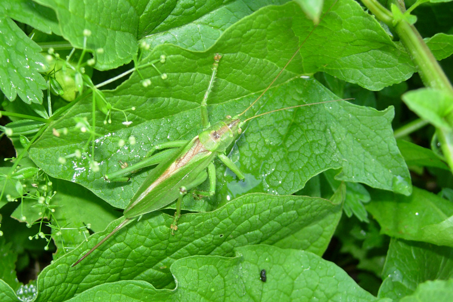 Decticus verrucivorus e Tettigonia cantans